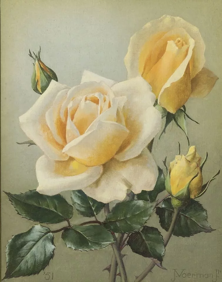 Jan Voerman jr.: Gele rozen