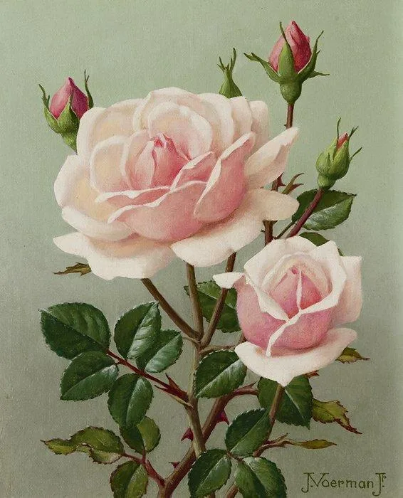 Jan Voerman jr.: Roze roosjes