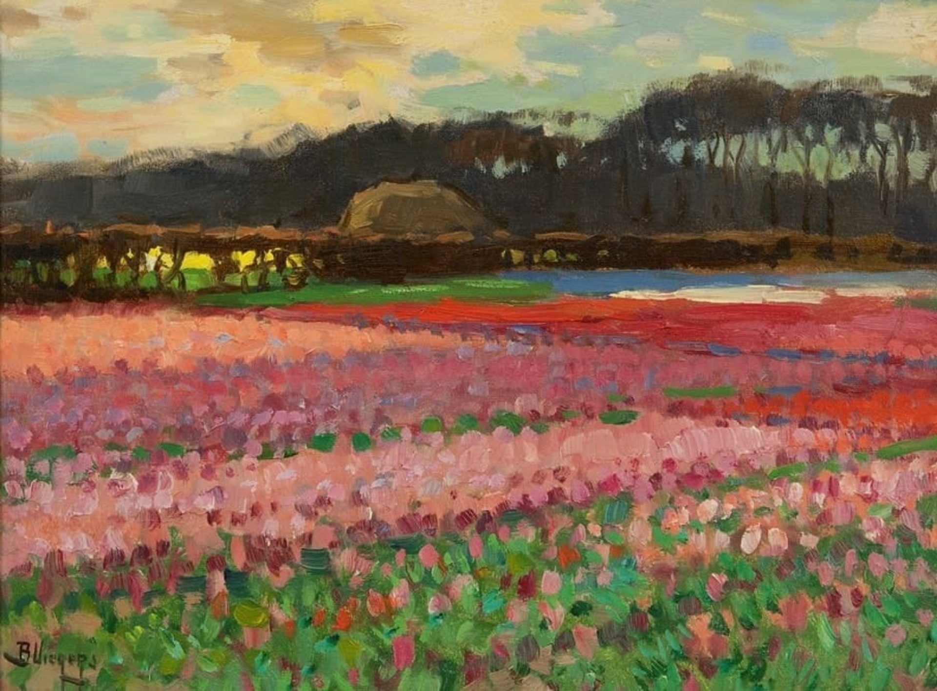 Ben Viegers: Bloeiende tulpenvelden