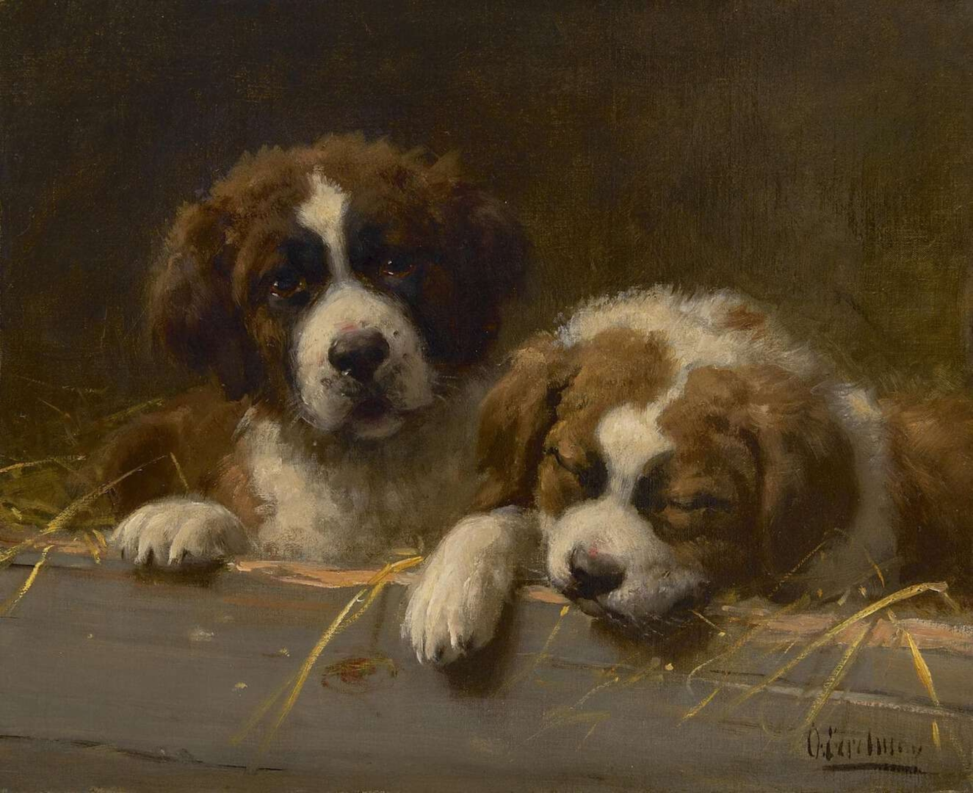Otto Eerelman: St Bernard puppies