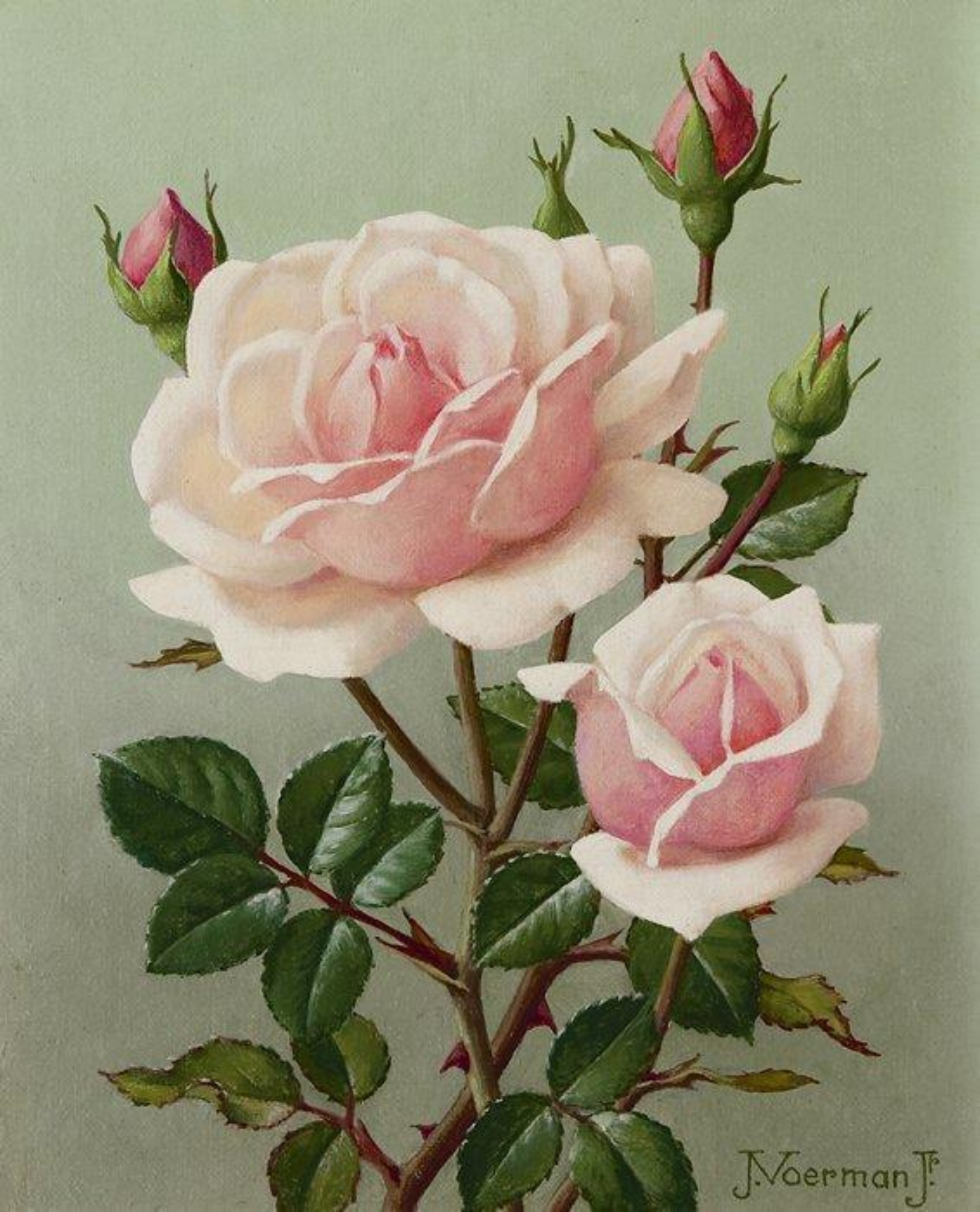 Jan Voerman jr.: Roze roosjes