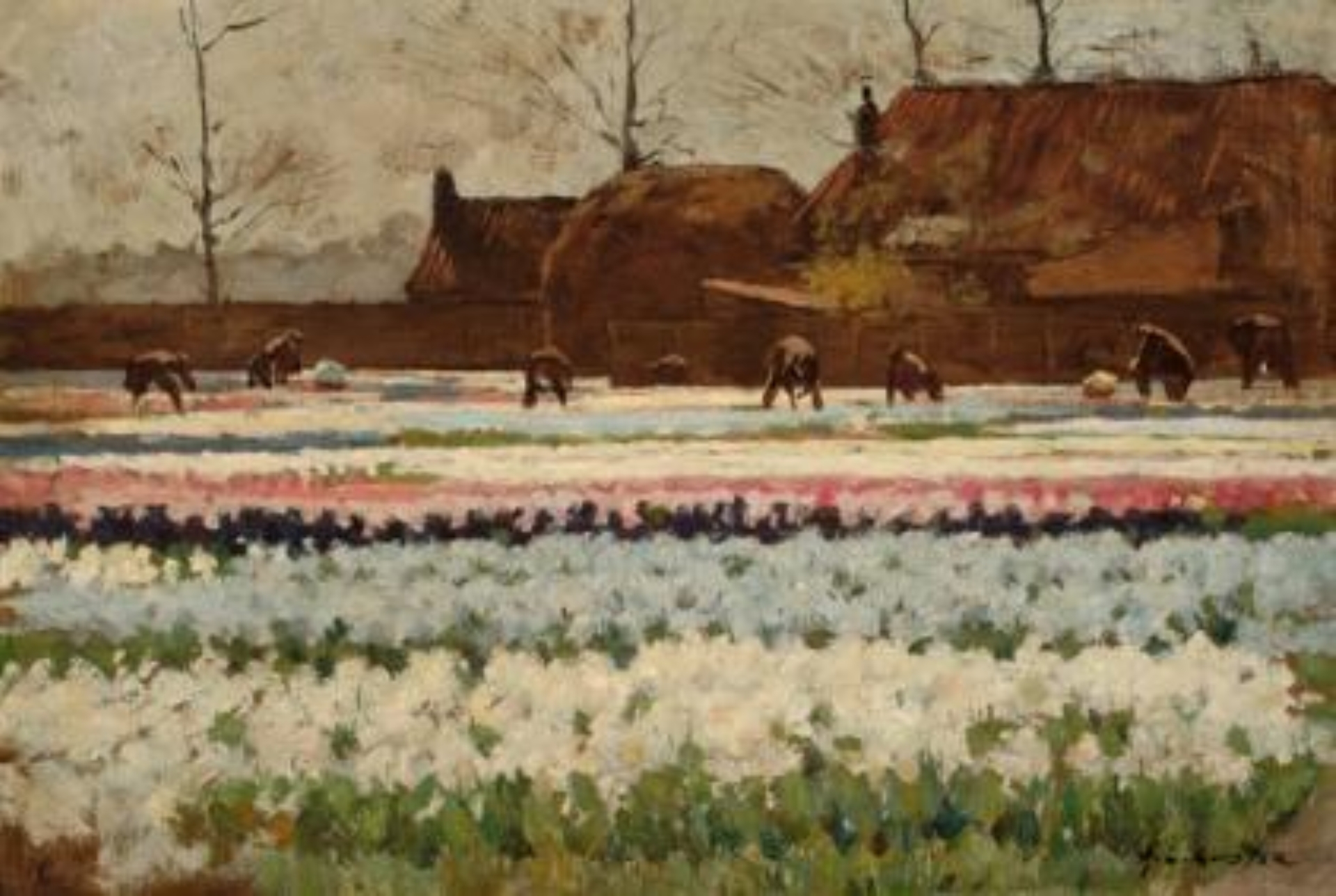 Anton Koster: Kleurrijke bollenvelden