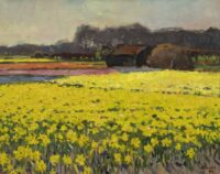 Ben Viegers: Narcissen in volle bloei