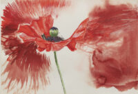 Erik Andriesse: Papaver